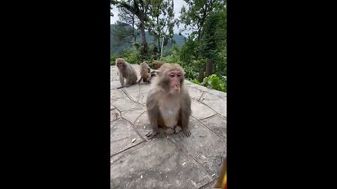 drinking monkey