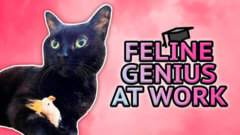 Vilma Cat Understands Pointing!?