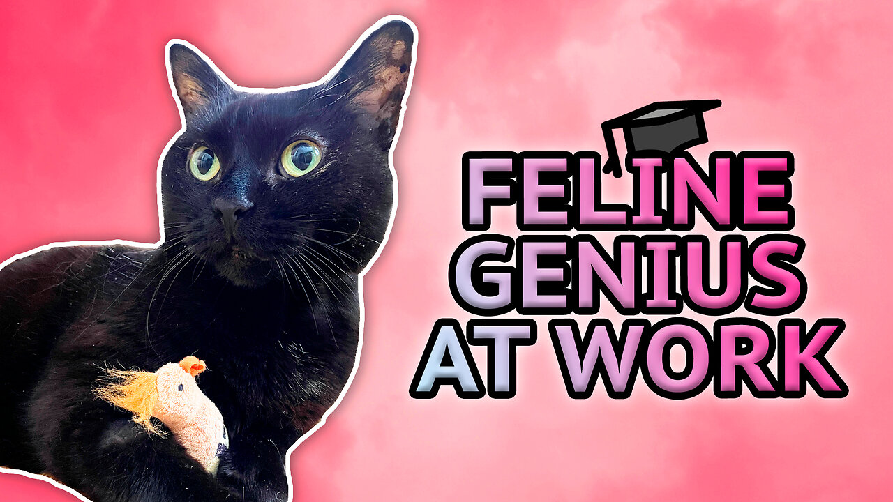 Vilma Cat Understands Pointing!?