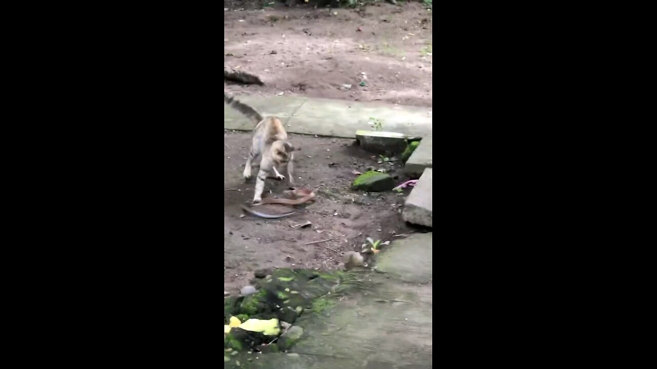 cat fighting with snake