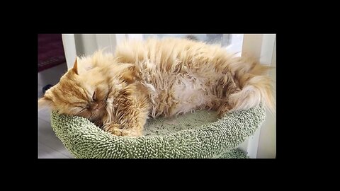 1 Hour ASMR Cat Purring for Sleep & Meditation including Sleeping Cat - Melatonin Boost