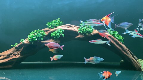 rainbow aquarium fish