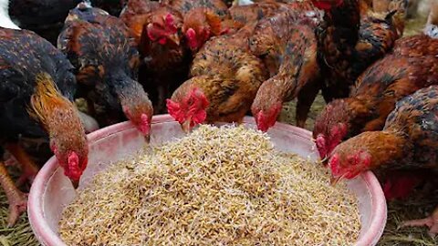 How to Raise Laying Hens & Business - Egg Business - Organic Hens Feed