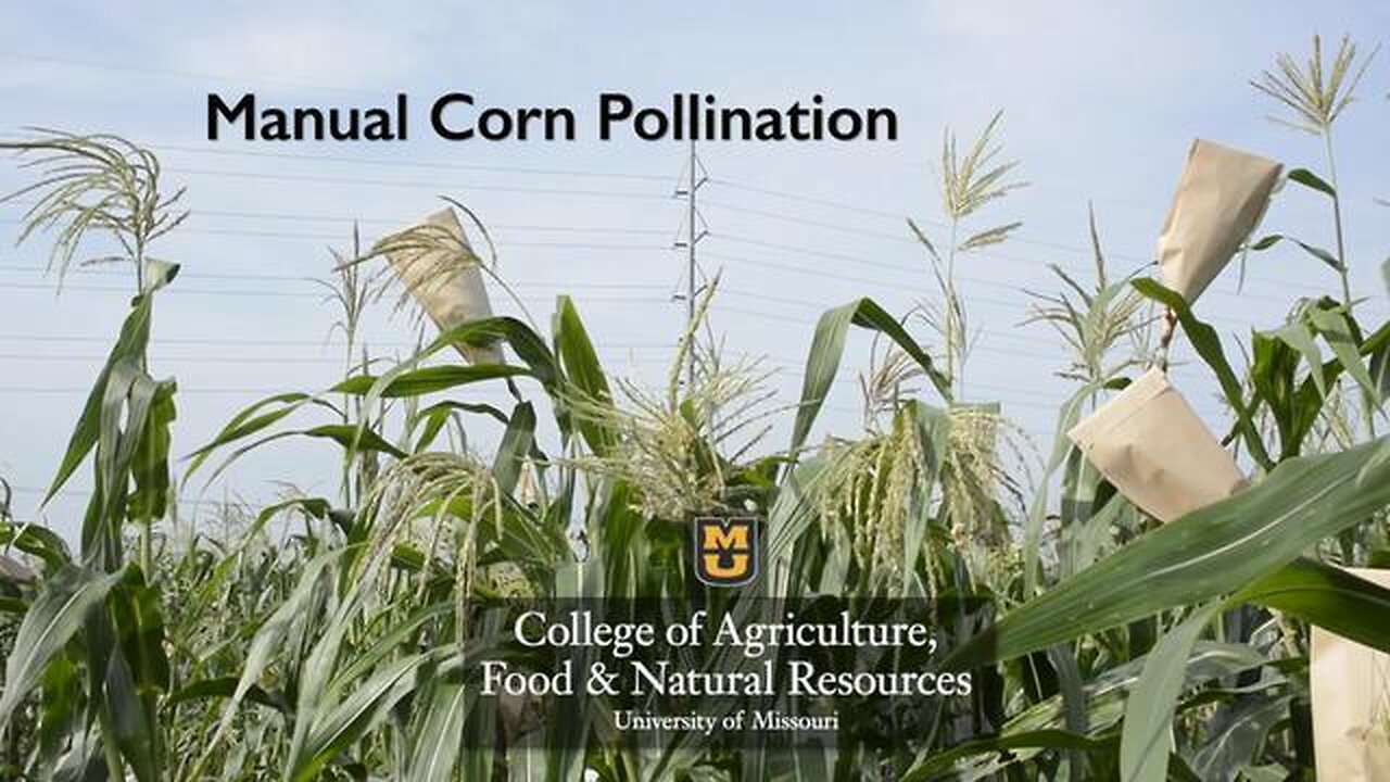 MANUAL CORN POLLINATION
