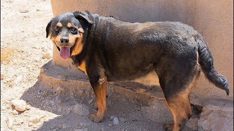 Watch drug cartel dog abandoned at the border get his picture taken.