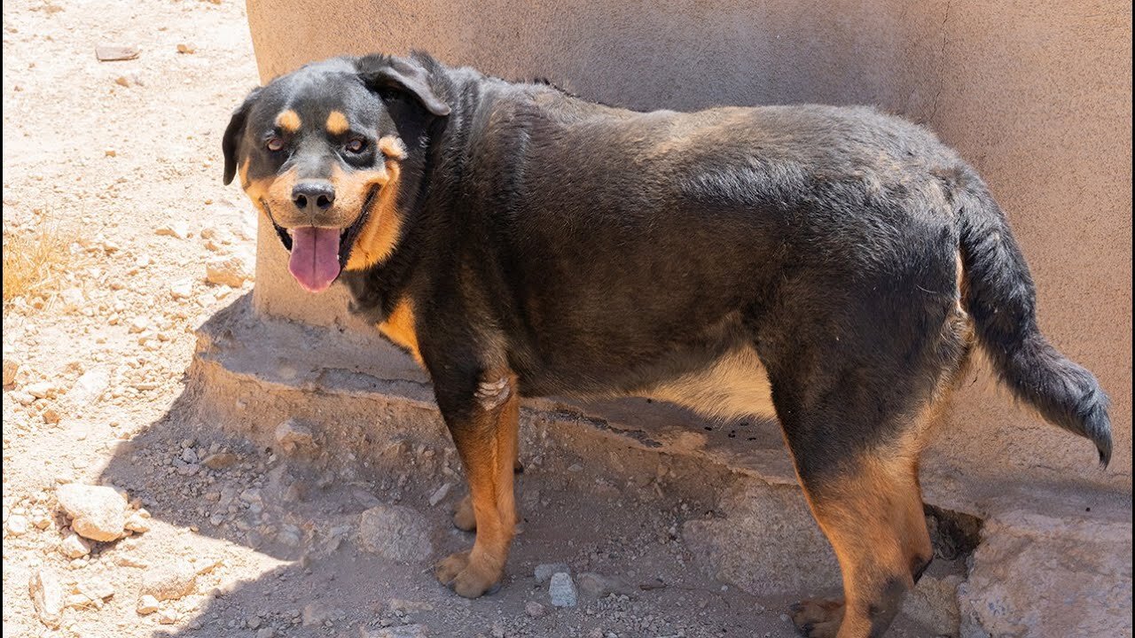 Watch drug cartel dog abandoned at the border get his picture taken.