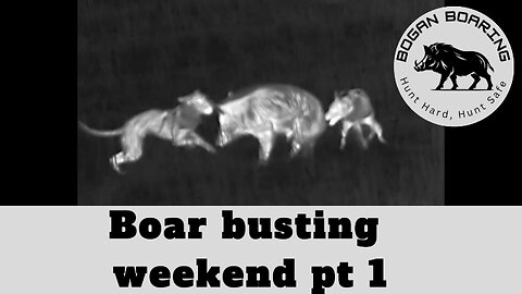 Boar busting weekend part 1