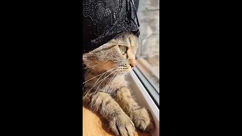 Cat’s Fashion Statement: Headwear of Legends! 😂🐱
