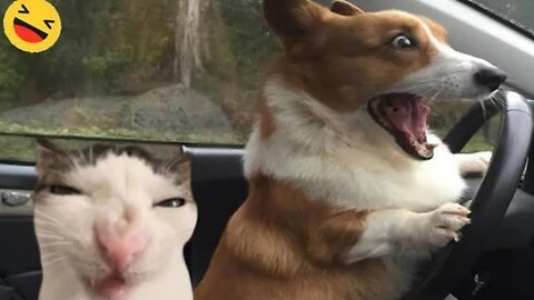 Funny Dogs And Cats Videos 2024 😅- Best Funnies Animal Videos #2