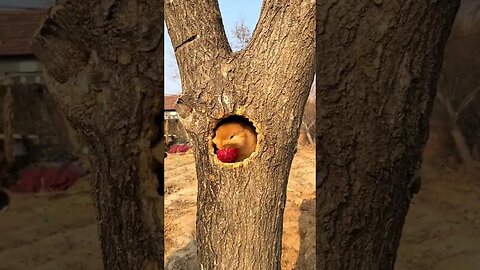 The little rabbit eats in the tree hole, making the puppies envious. Cute pet debut plan. Rabbit