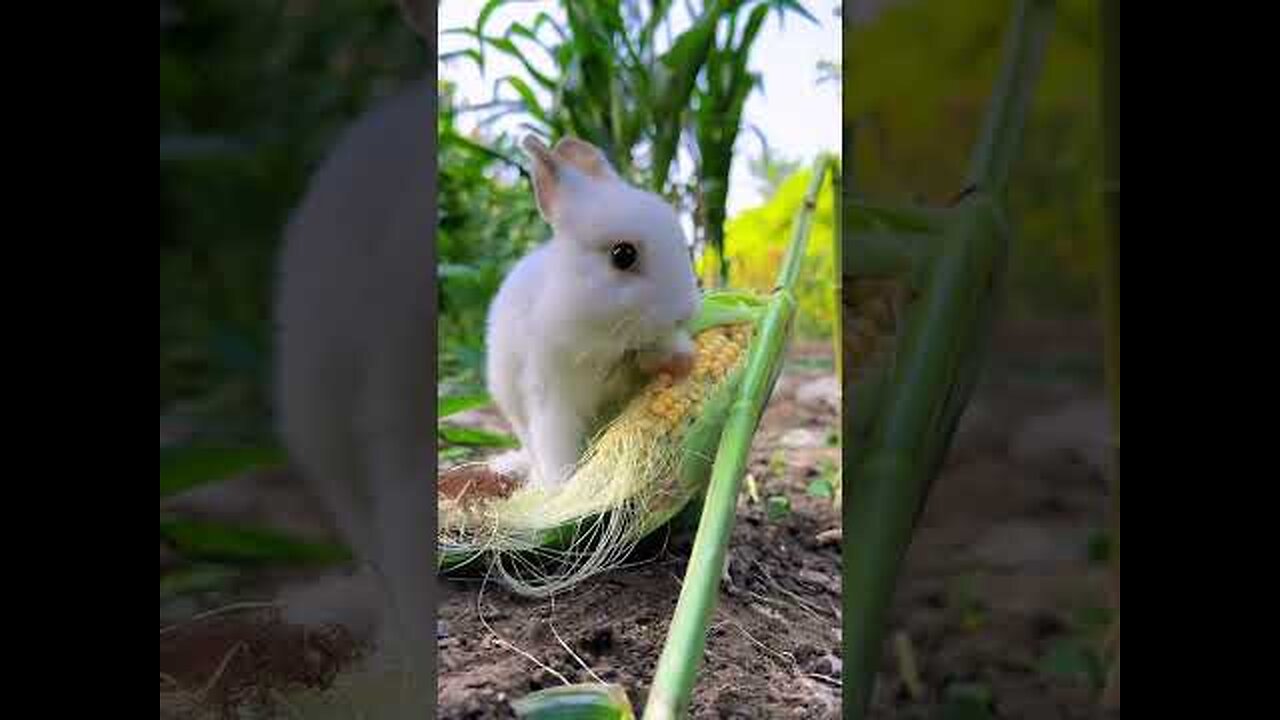 This is how the little rabbit steals corn. Cute pet debut plan. Rabbit rural little cute pet