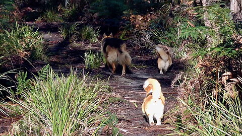 Sunday morning walk with the dogs