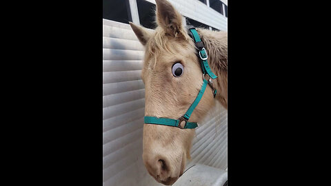 Interesting Horse