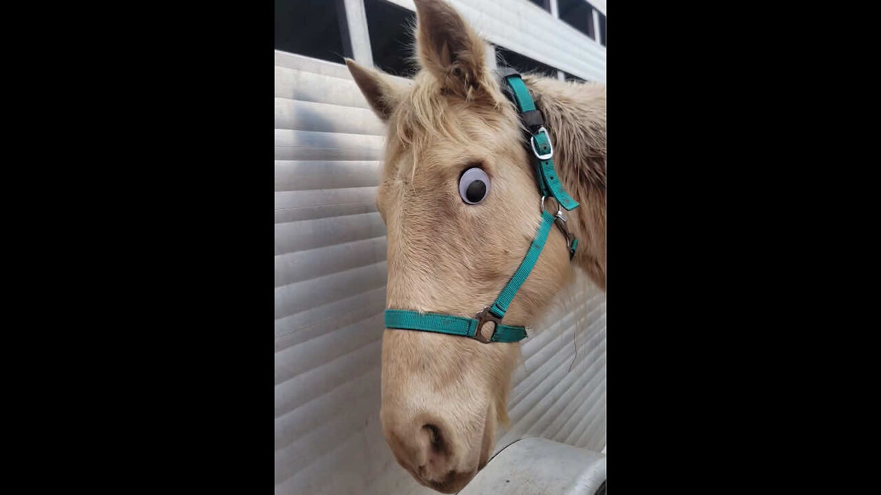 Interesting Horse