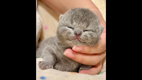 CUTENESS OF MEOW|CUTE CATS MEOW COMPILATION