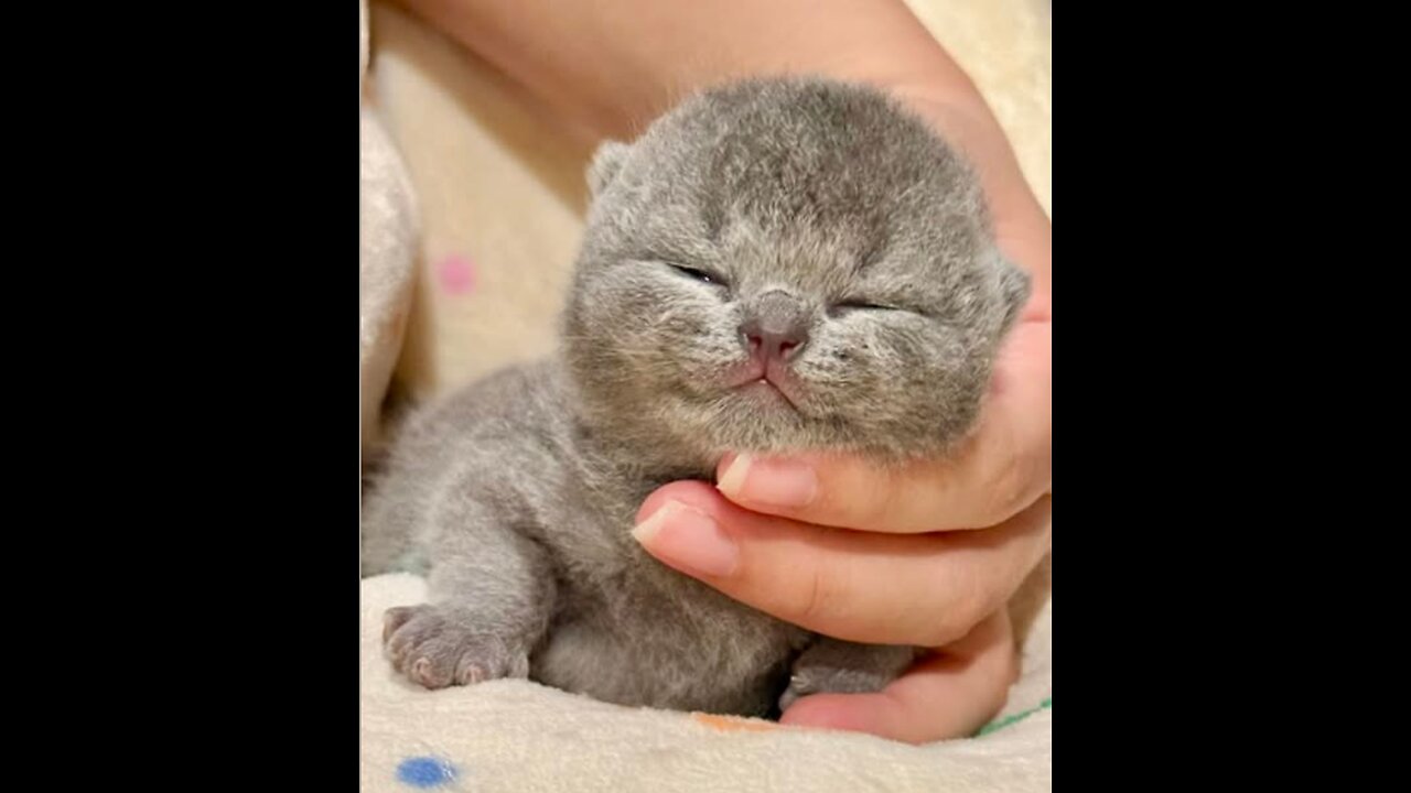 CUTENESS OF MEOW|CUTE CATS MEOW COMPILATION