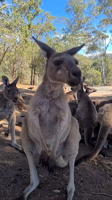 Meet kangaroos