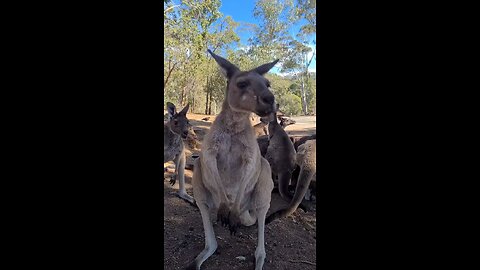 Meet kangaroos