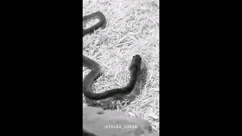 the big snake