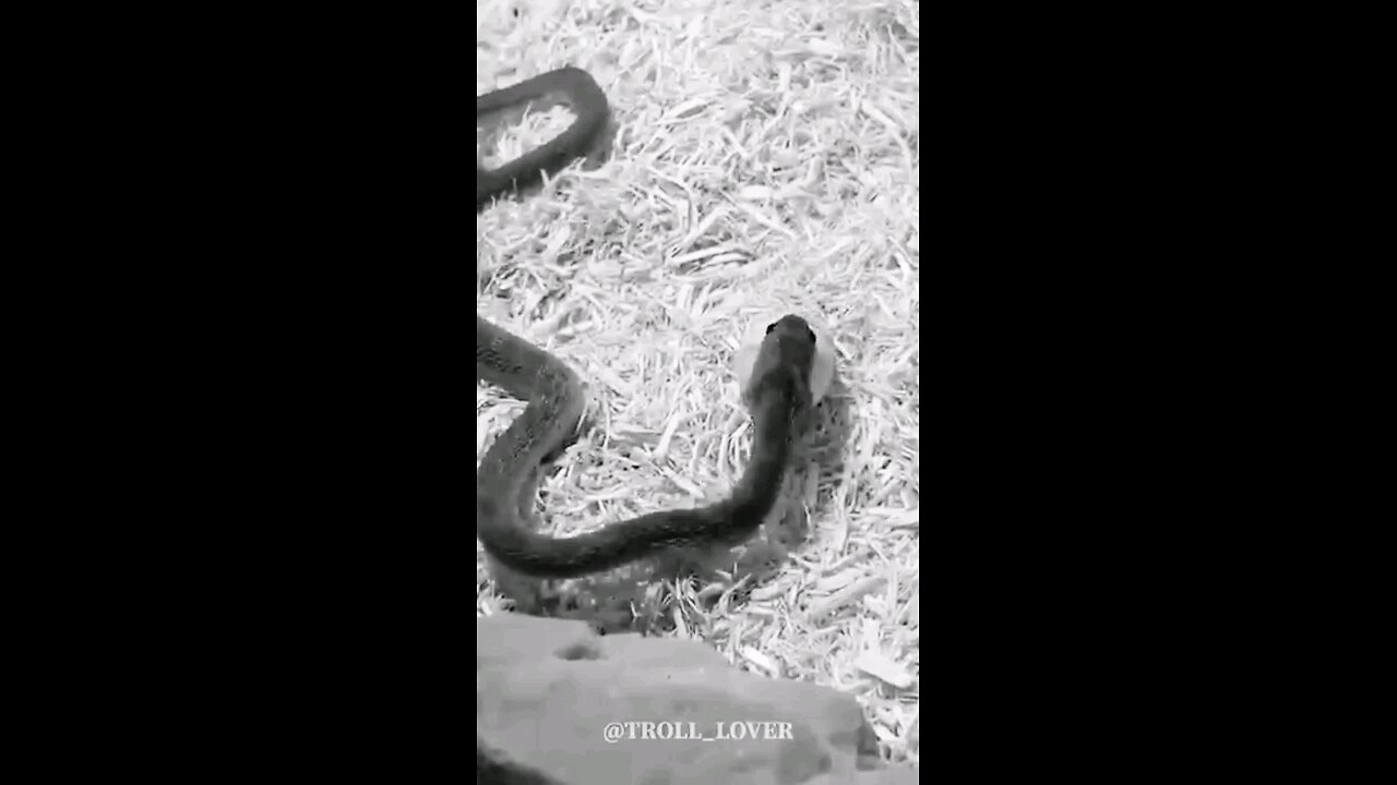 the big snake