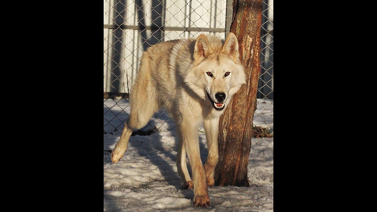 The most dangerous wolf in the world