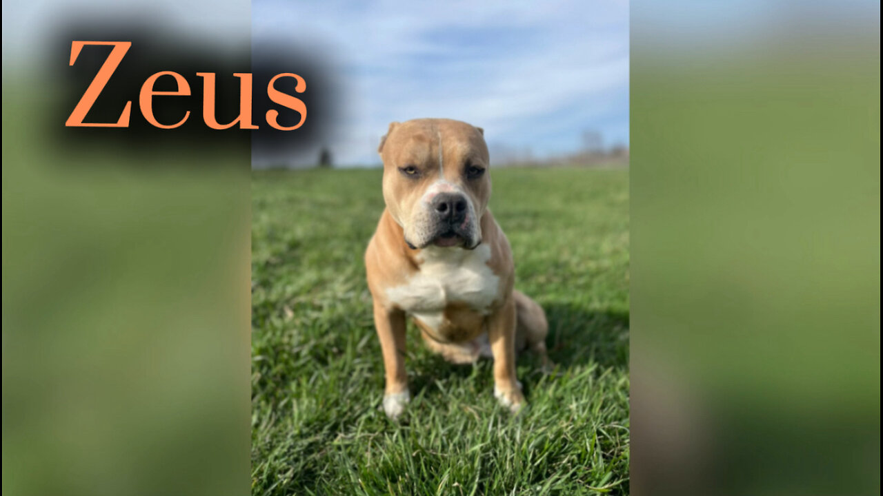 "Zeus" - One Year Old Male, Standard Bully For Sale (Price In Description)