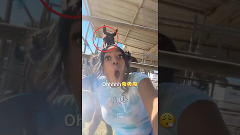 Animals Funny Compilation #funnyanimals #animals #pets #shorts