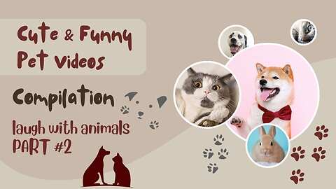 Cute & Funny Pet Videos 🐾 Part 2 🐶 🐱
