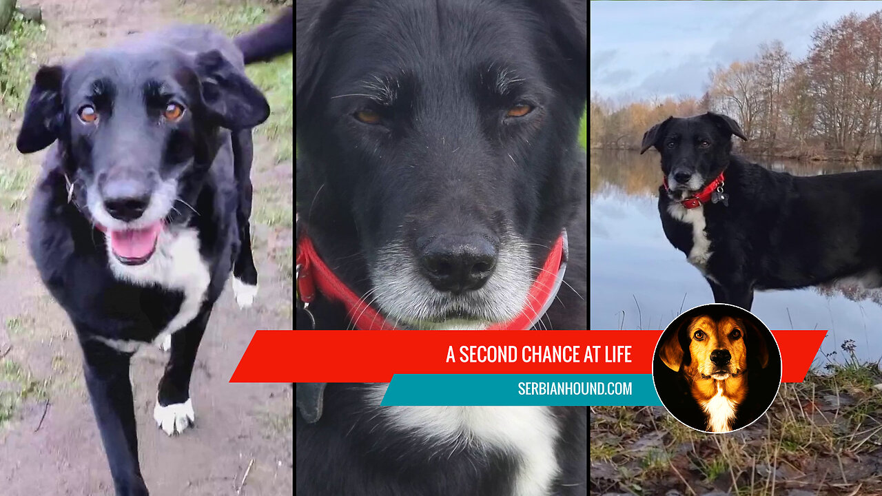 A Second Chance at Life: The Journey of a Wise Old Soul