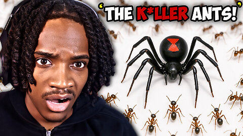 1000 Killer Ants vs ONE Deadly Black Widow! | Vince Reacts to Insect Battles