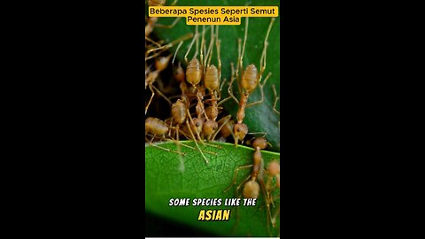 Amazing Facts About Ants You Probably Didn’t Know