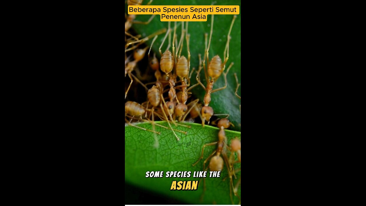 Amazing Facts About Ants You Probably Didn’t Know
