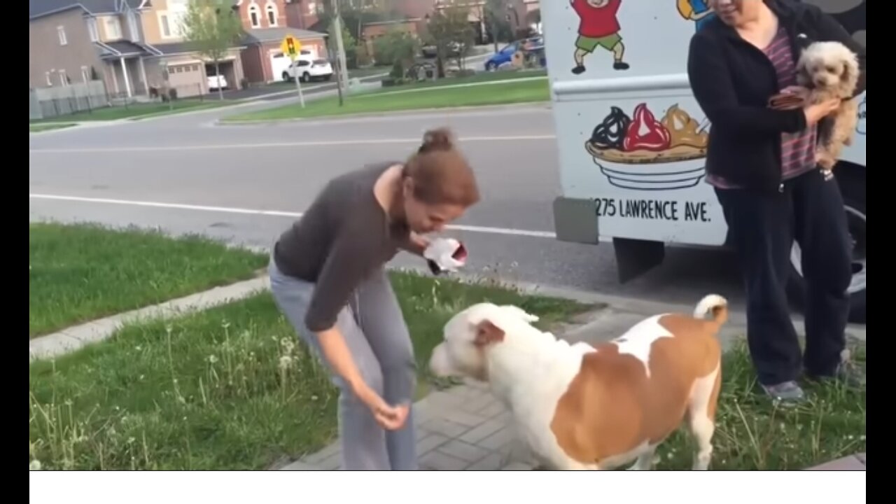 Pit Bull patiently waits in line for ice cream