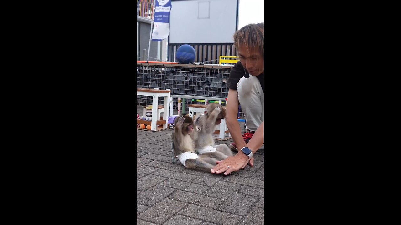 funny video Donkey