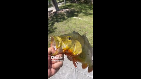 Another fish in the same day