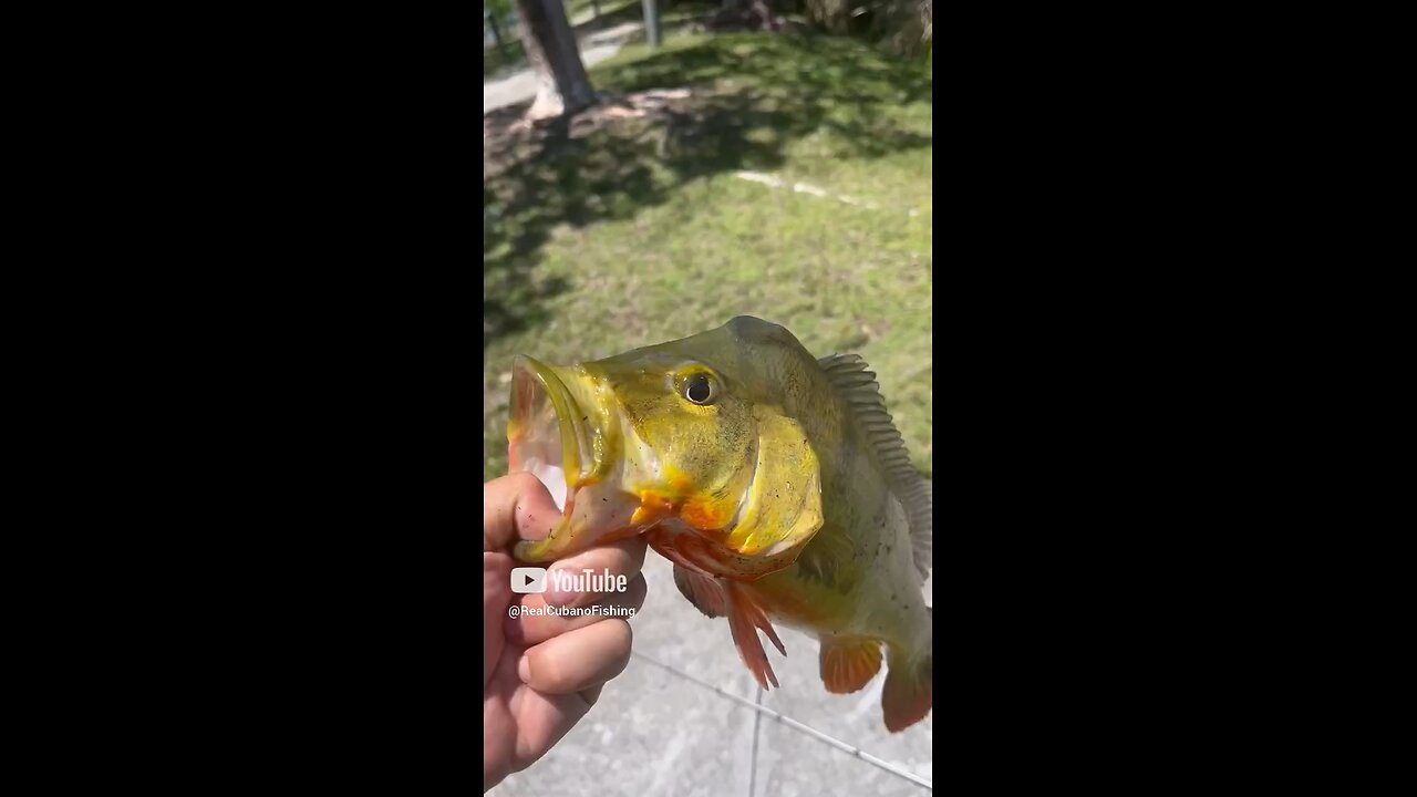 Another fish in the same day