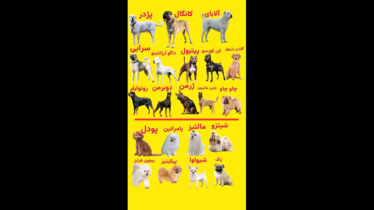 نژاد سگها