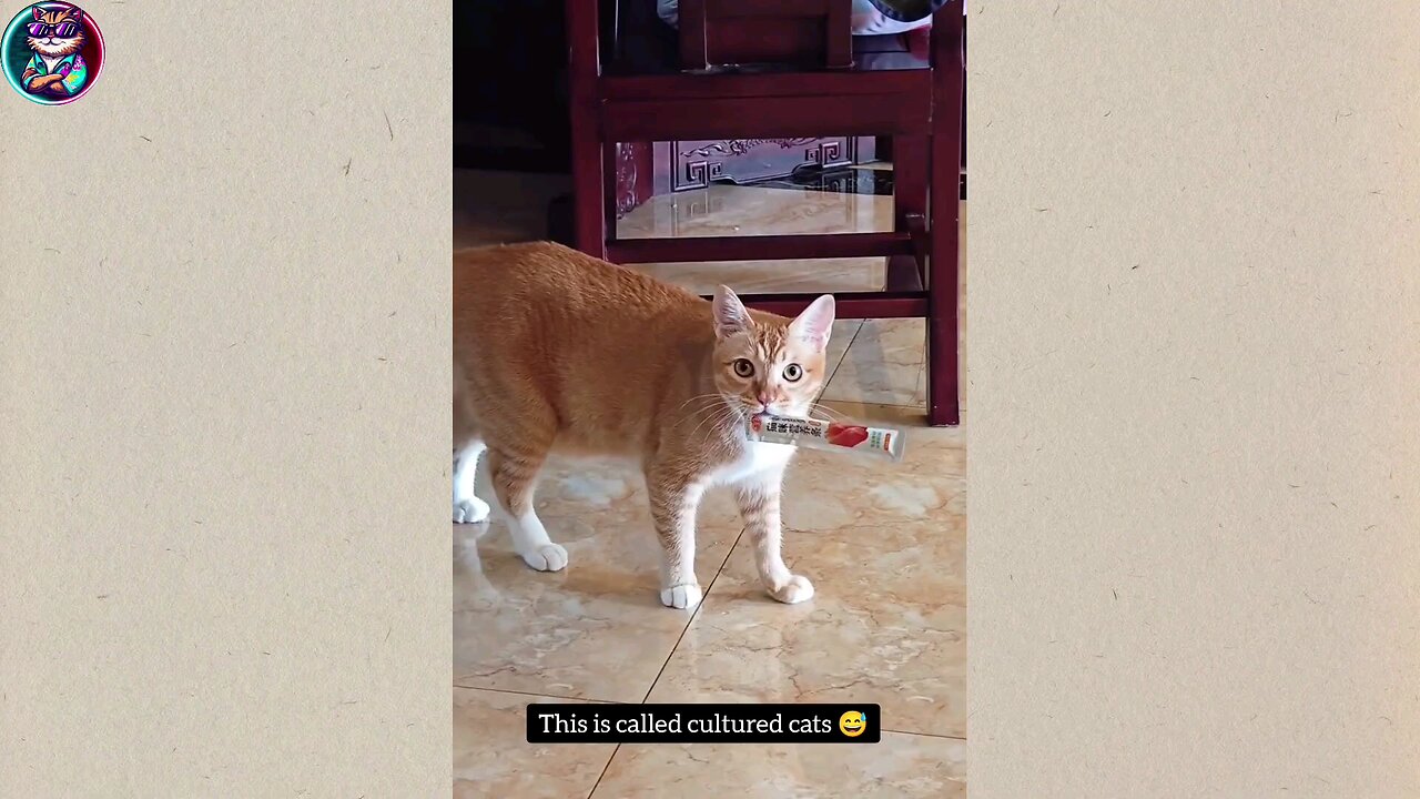 Most funny video on internet