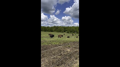 Buffalo