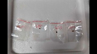Chinese Ph.D. Student Arrested at U.S. Airport for Smuggling Biological Materials to Michigan Lab