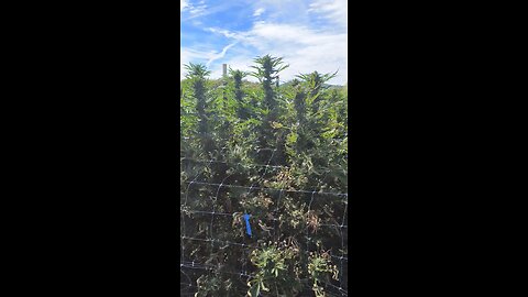 TROPICAL GORILLA COOKIEZ