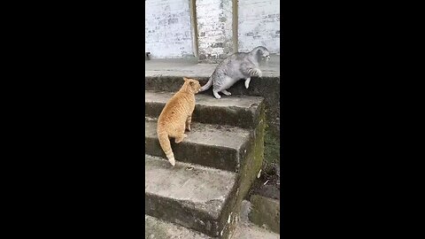 funny cat