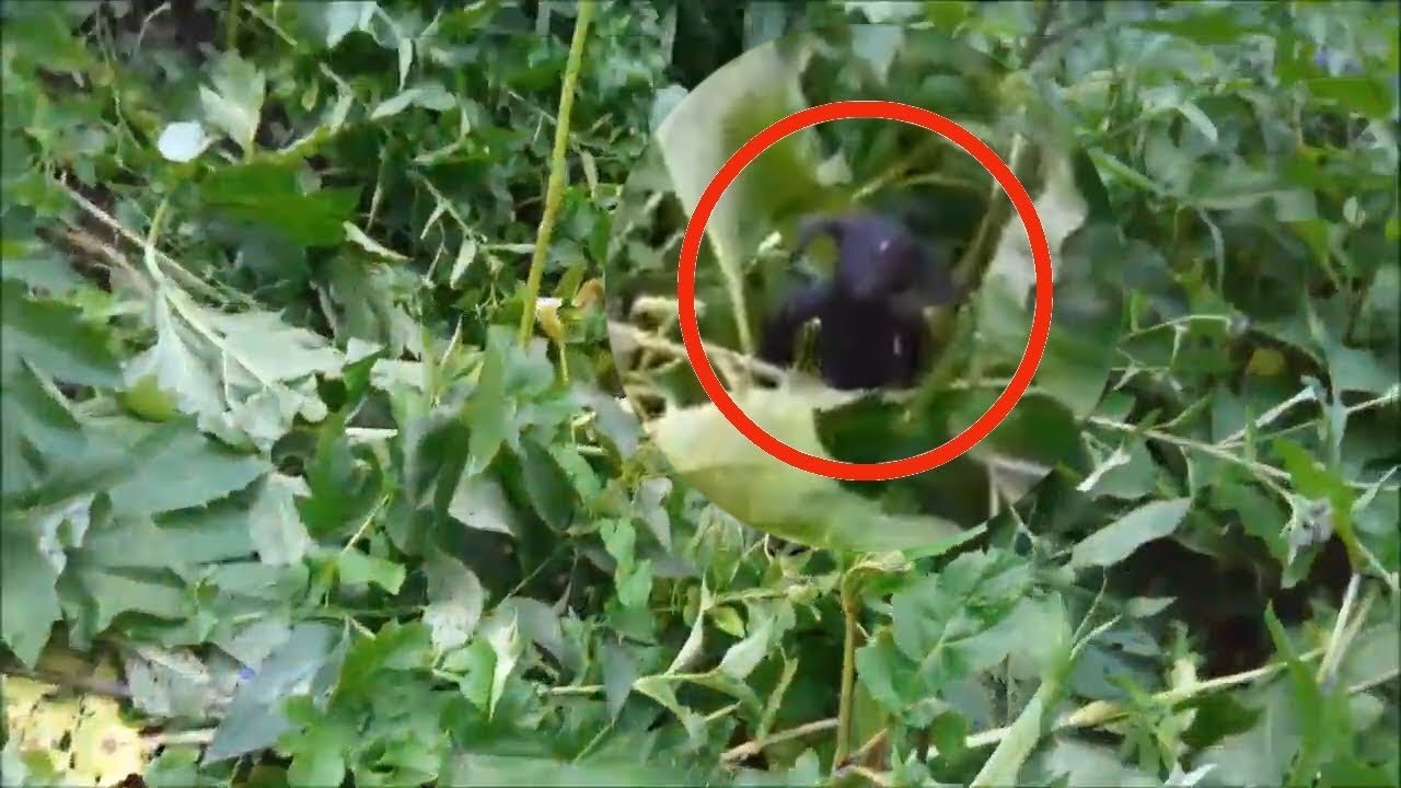 Cyclops or a strange creature in the forest caught on camera
