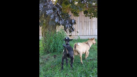 Goats