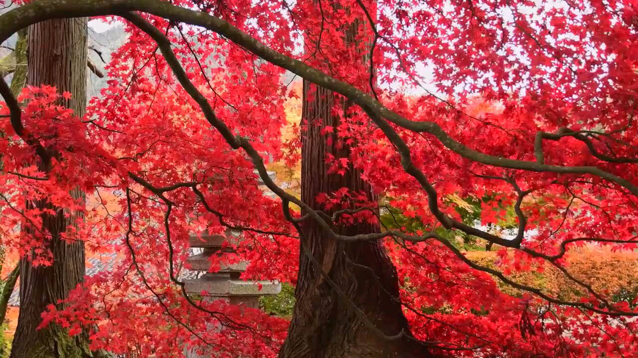 Red Leaves In Autumn