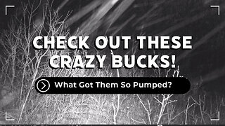 Check Out These Wild Bucks