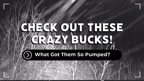 Check Out These Wild Bucks