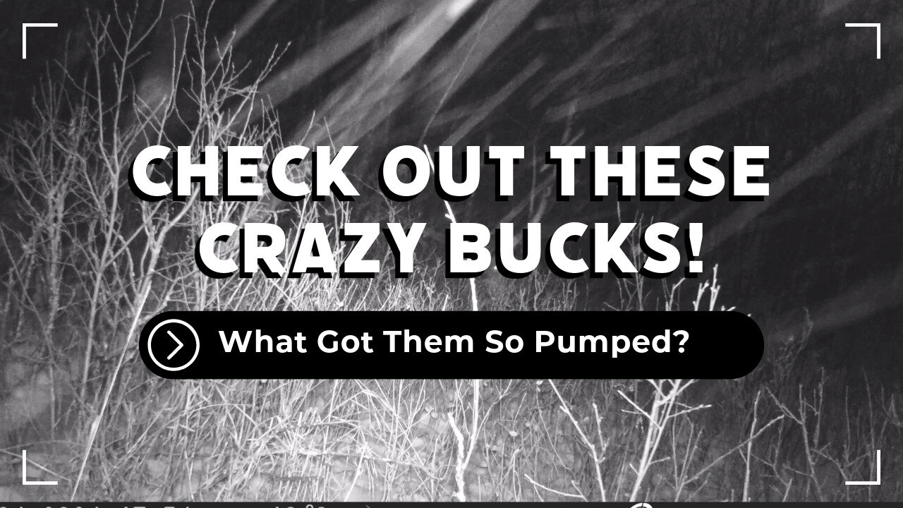 Check Out These Wild Bucks