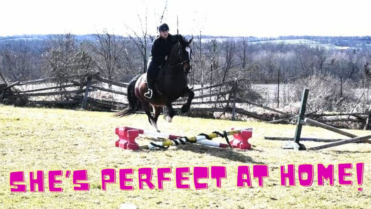 Why My HORSE Hates LESSONS But is PERFECT AT HOME!