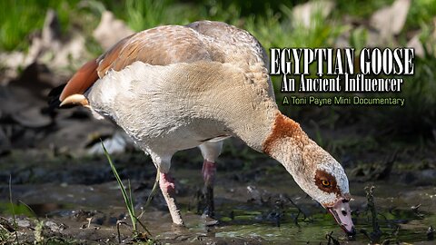 Did This Bird Influence Ancient Egyptian Makeup? The Egyptian Goose